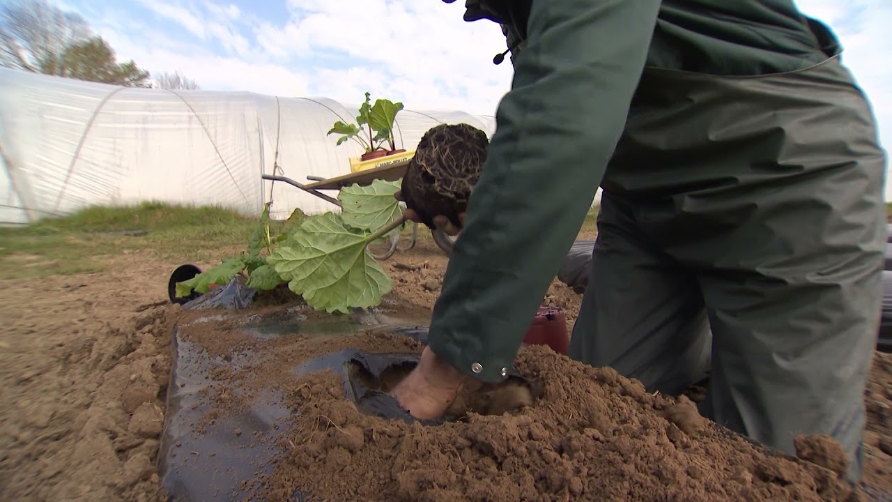 Ferm op het platteland -  De rabarberhoeve