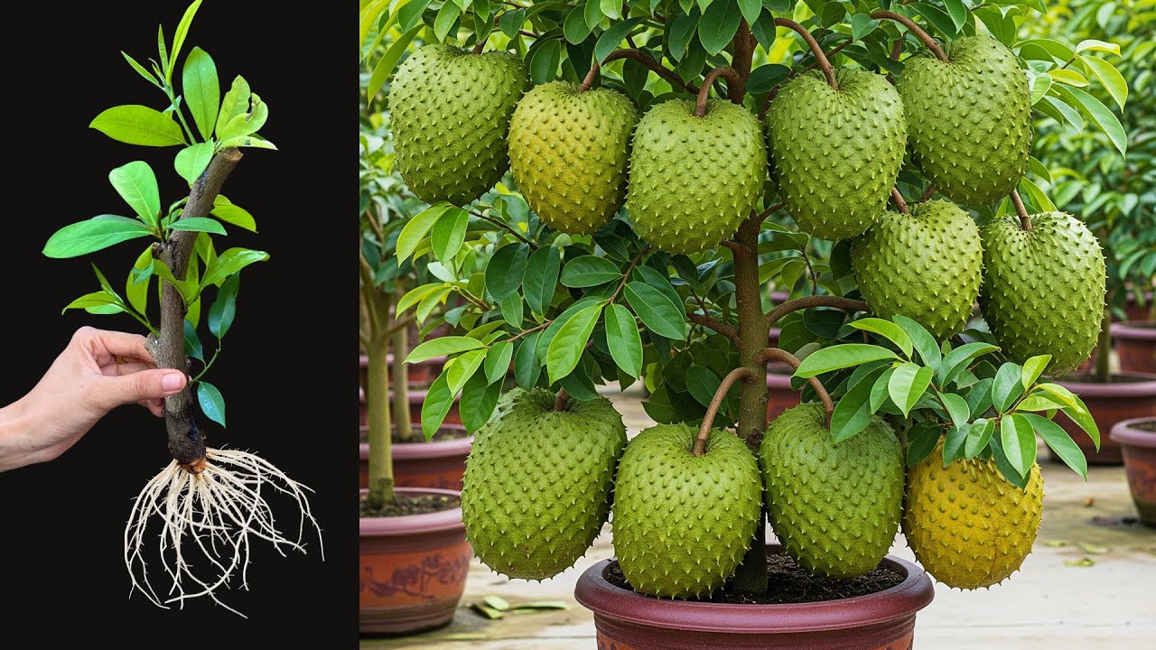 Best technique for growing soursop tree to produce surprising yields, how to grow soursop tree