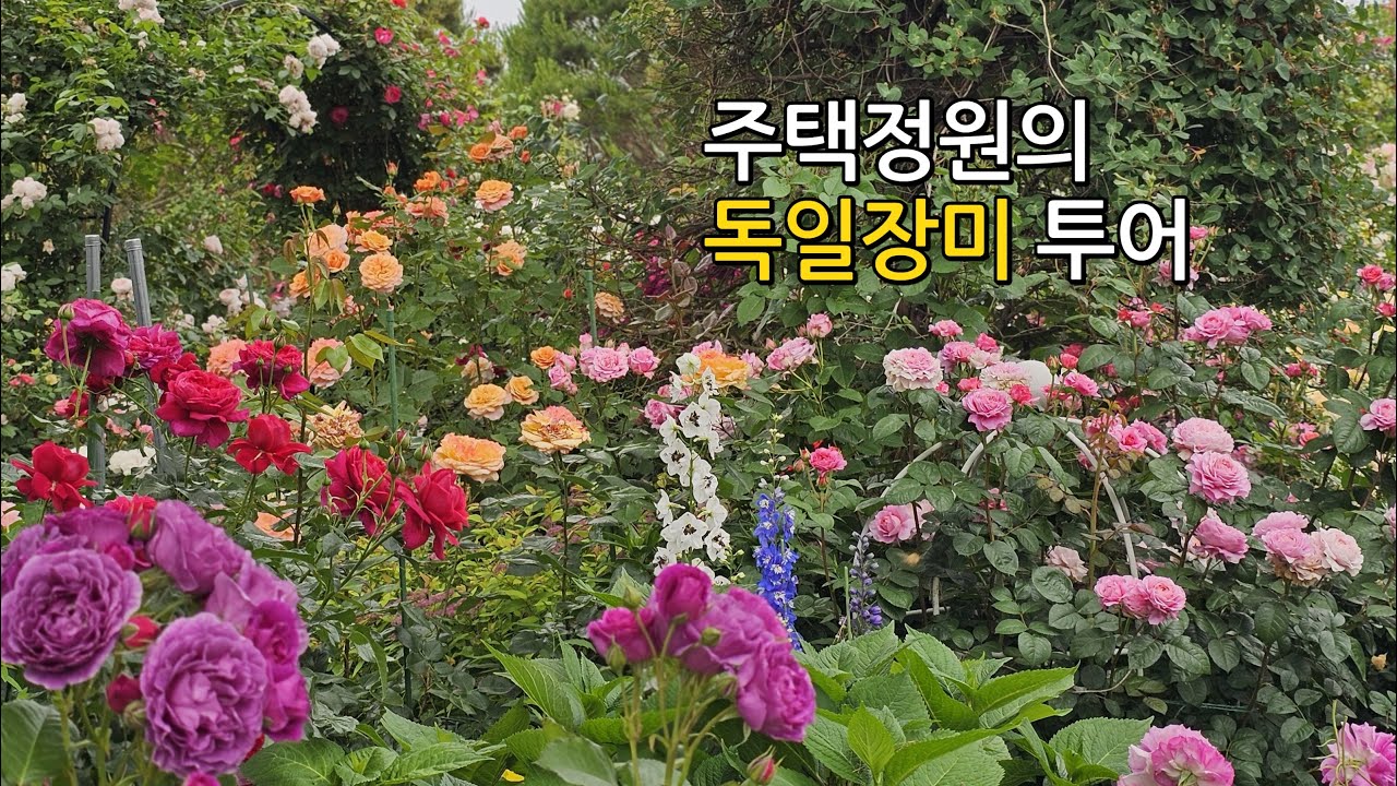 주택정원의 독일장미 & 한국장미 투어 | 목수국2차전정 | 에버로즈