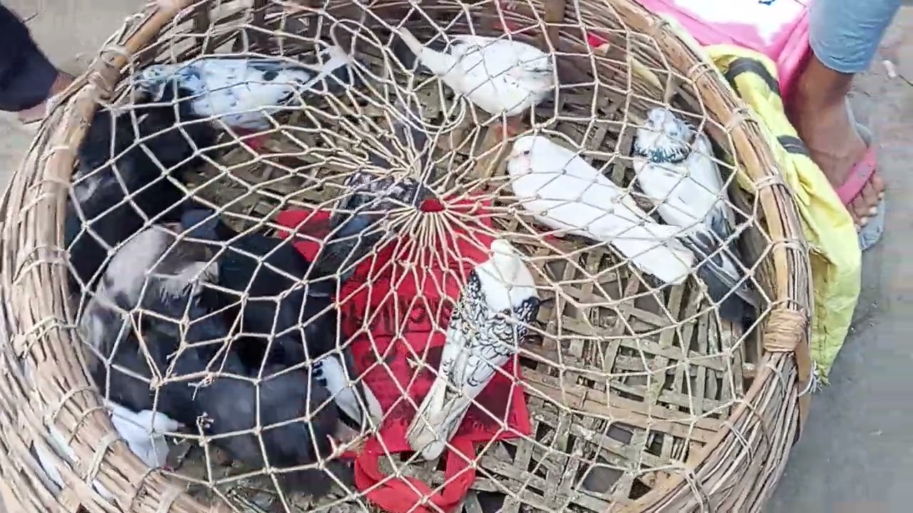 নাকাই হাট কবুতর হাতে বাজি দেখুন