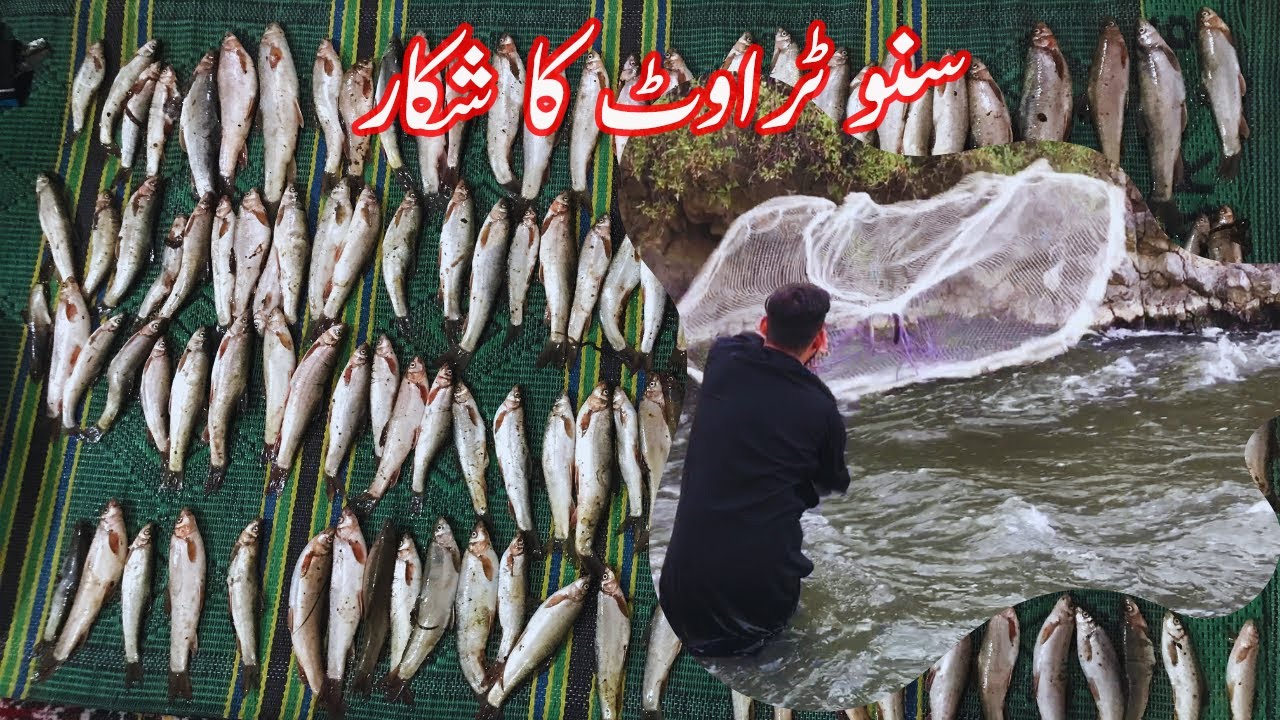 Snow trout fishing  in Pakistan with net  Massive caught  of snow trout