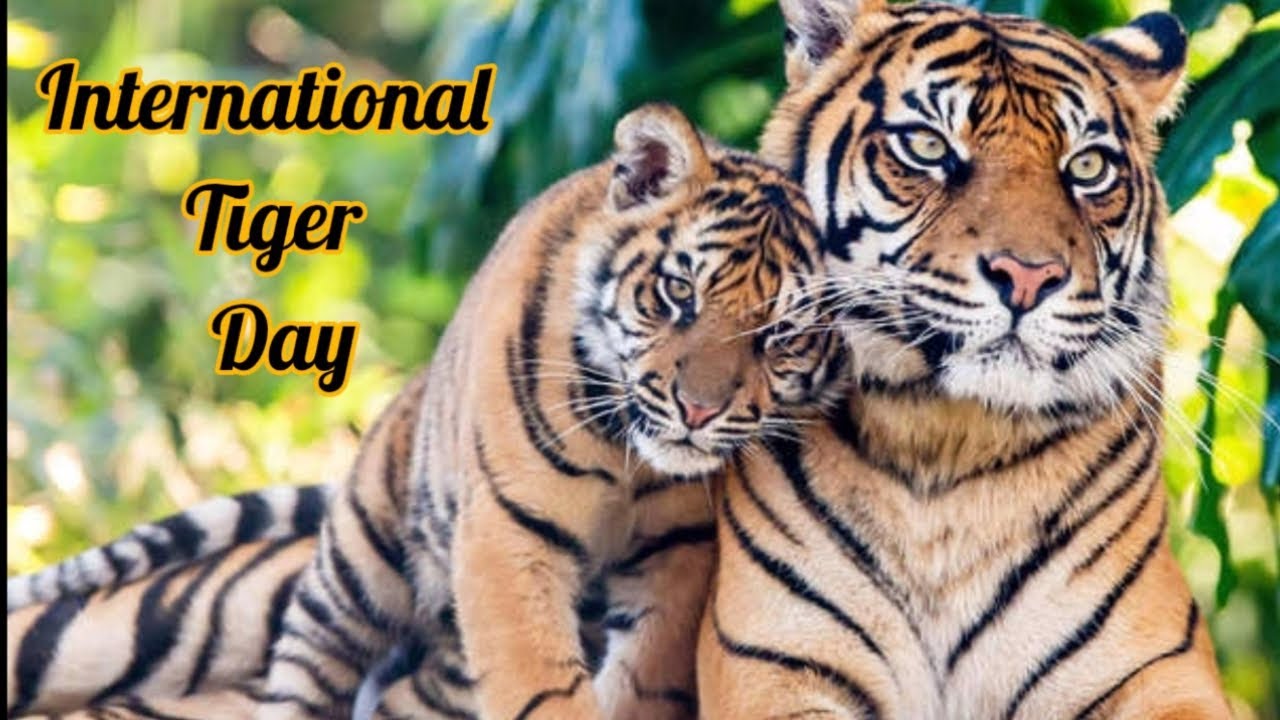 International Tiger Day 4K