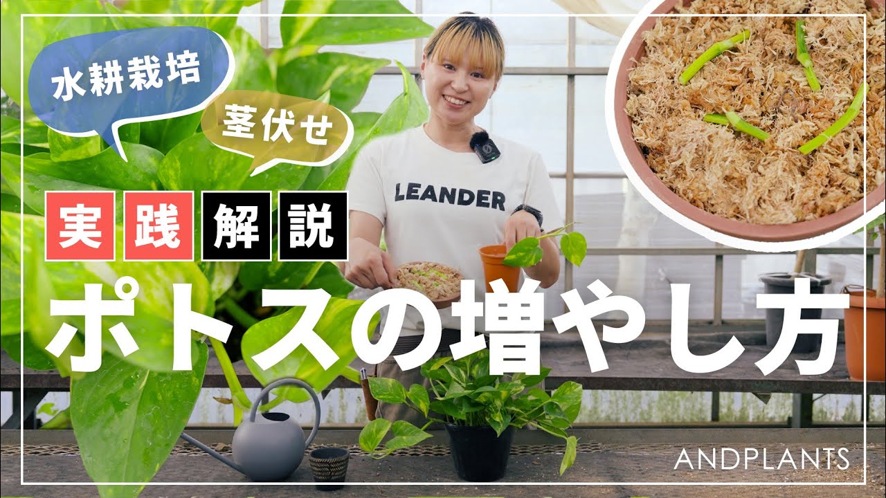 【必見】ポトスが簡単に増える！水挿し・茎伏せ｜伸びすぎ対策も解説