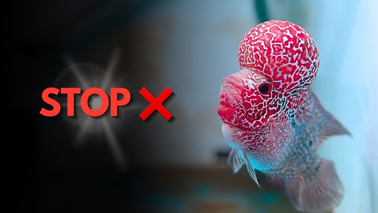 🚫 STOP ❌ These Big Flowerhorn Mistakes | Don’t Ruin Your Fish 