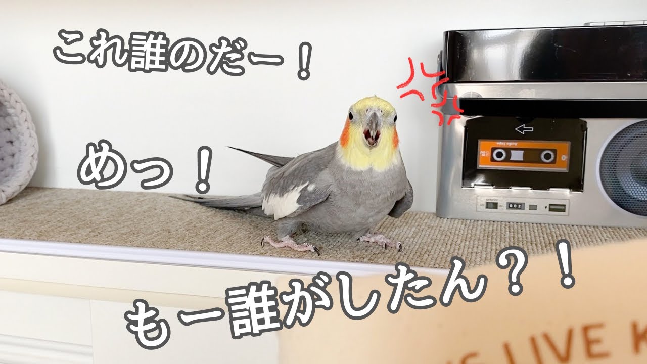 いろんな言葉でイヤな気持ちをママに伝える②オカメインコこはくさん