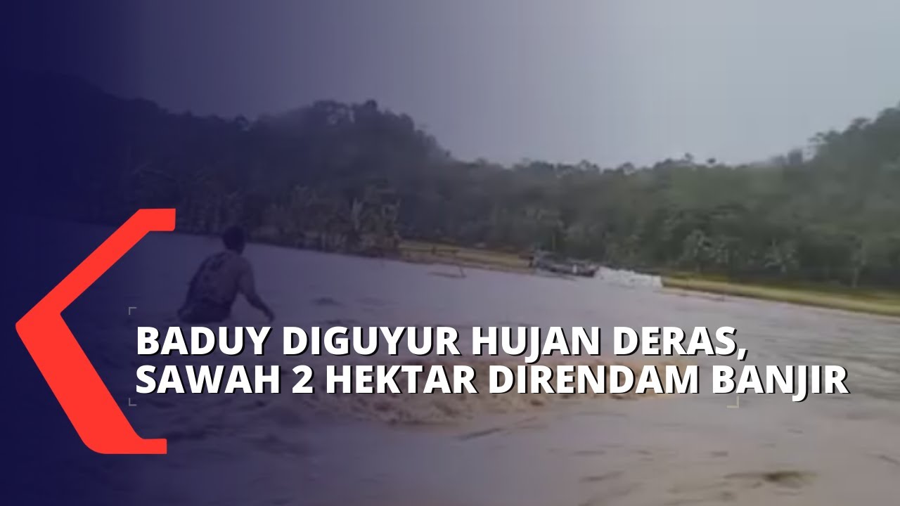 Pedalaman Baduy Diguyur Hujan Deras, Sawah Warga Seluas 2 Hektar Direndam Banjir