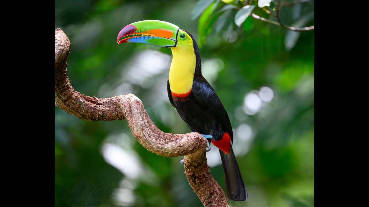 Costa Rica birding photo trip  Feb 2025