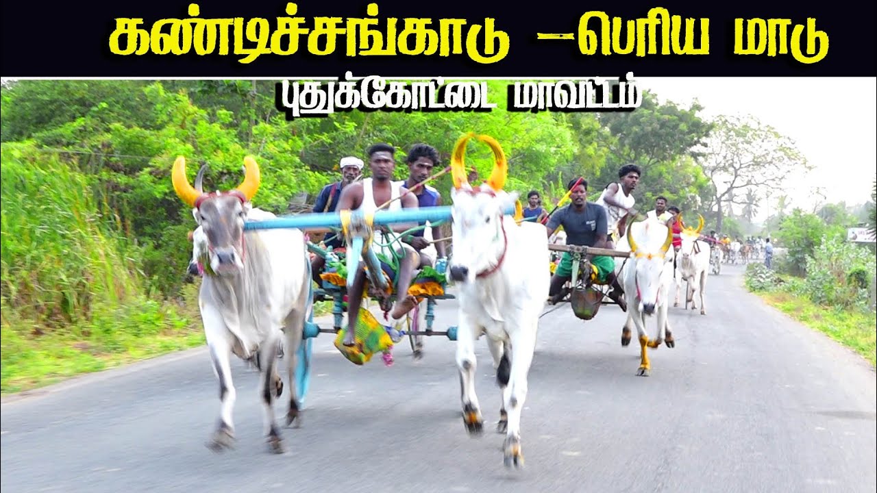 புதுக்கோட்டை மாவட்டம்  கண்டிச்சங்காடு பெரியாமாடு (09/03/2026)