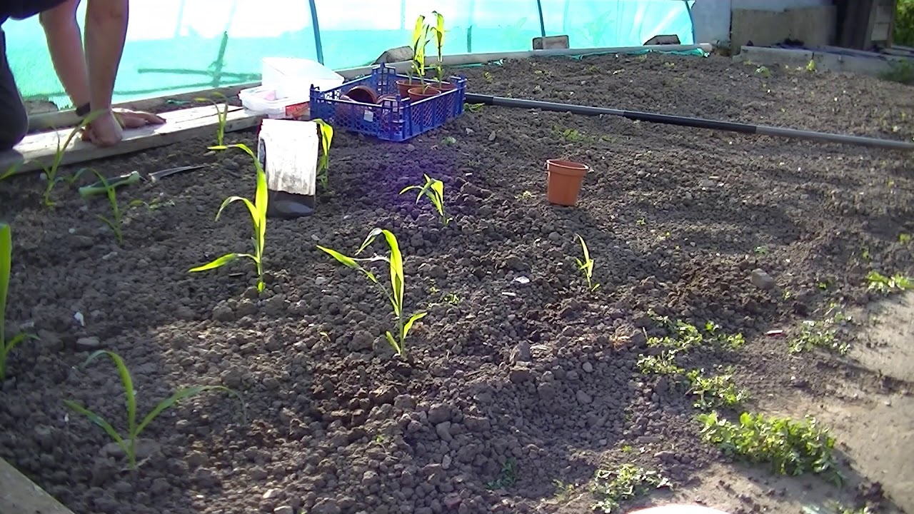 Allotment Journal - Planning Sweetcorn May 2020