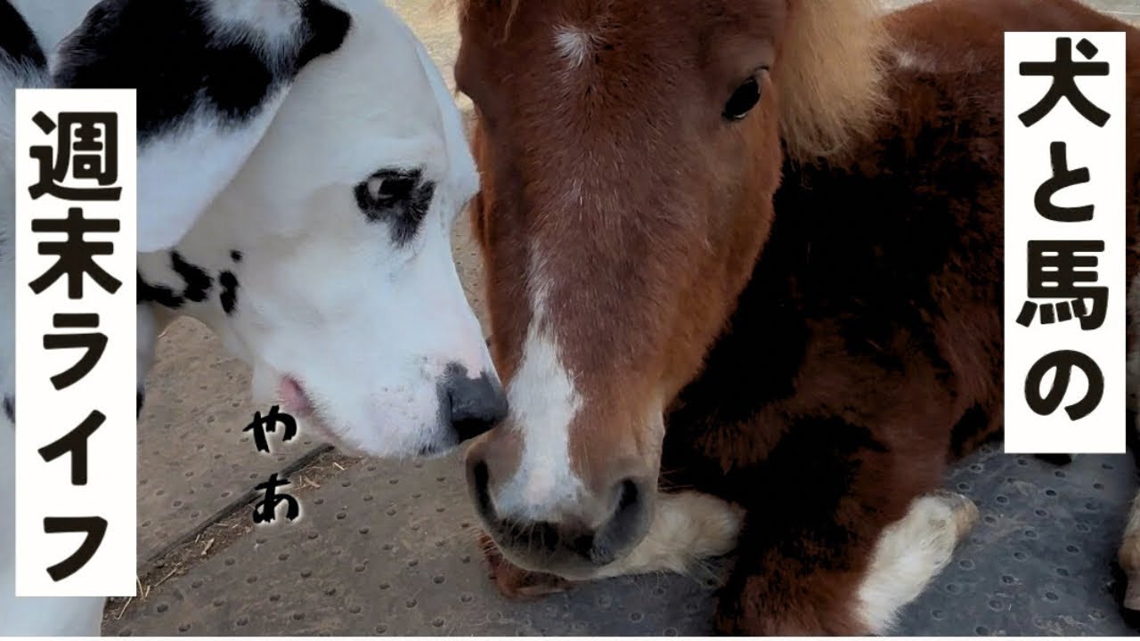 犬と馬の週末ライフ