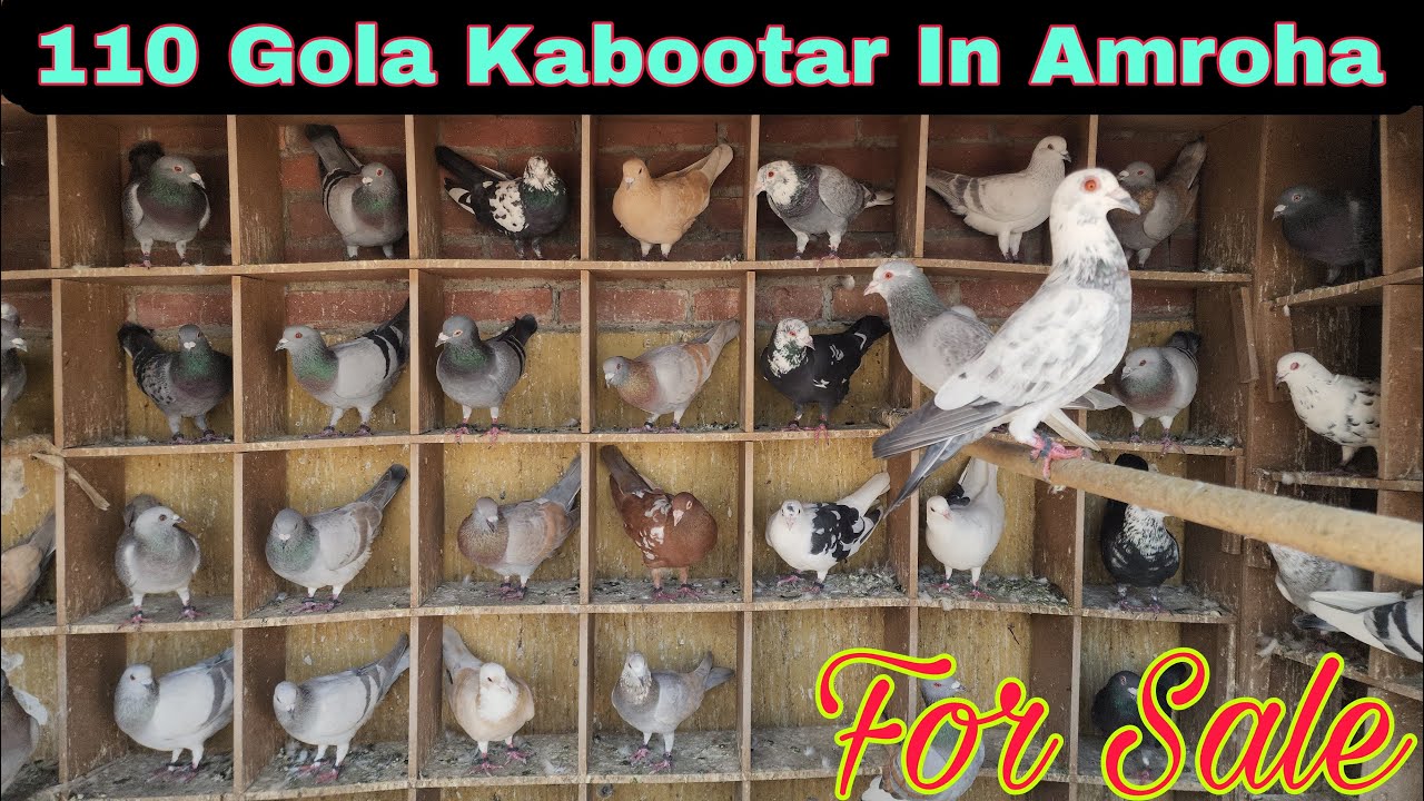 गर्दान लड़ते दौड़ते हुए 110 कबूतर।Gardaan kabootar for sale Amroha.  Asad bhai.  9997017418