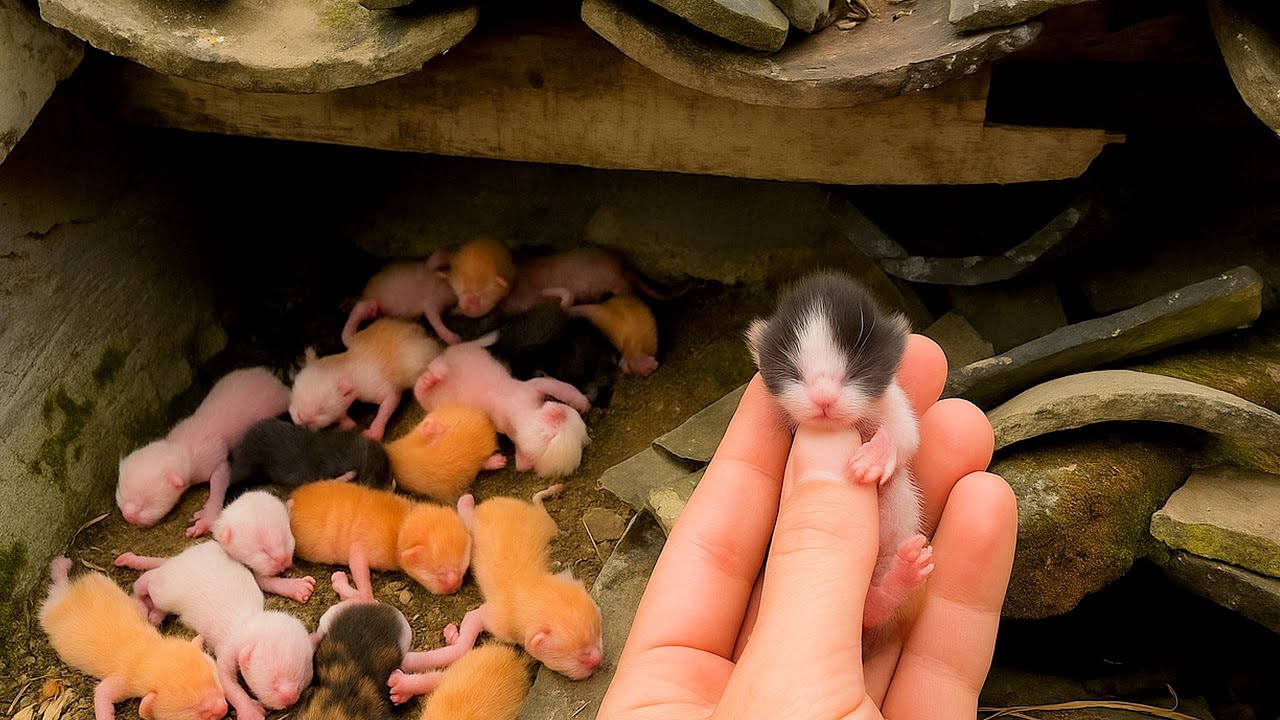 Кошка 🐱 привела меня куда-то, и то, что произошло дальше, было и удивительным, и радостным! 🐱😘🥰❤❤❤