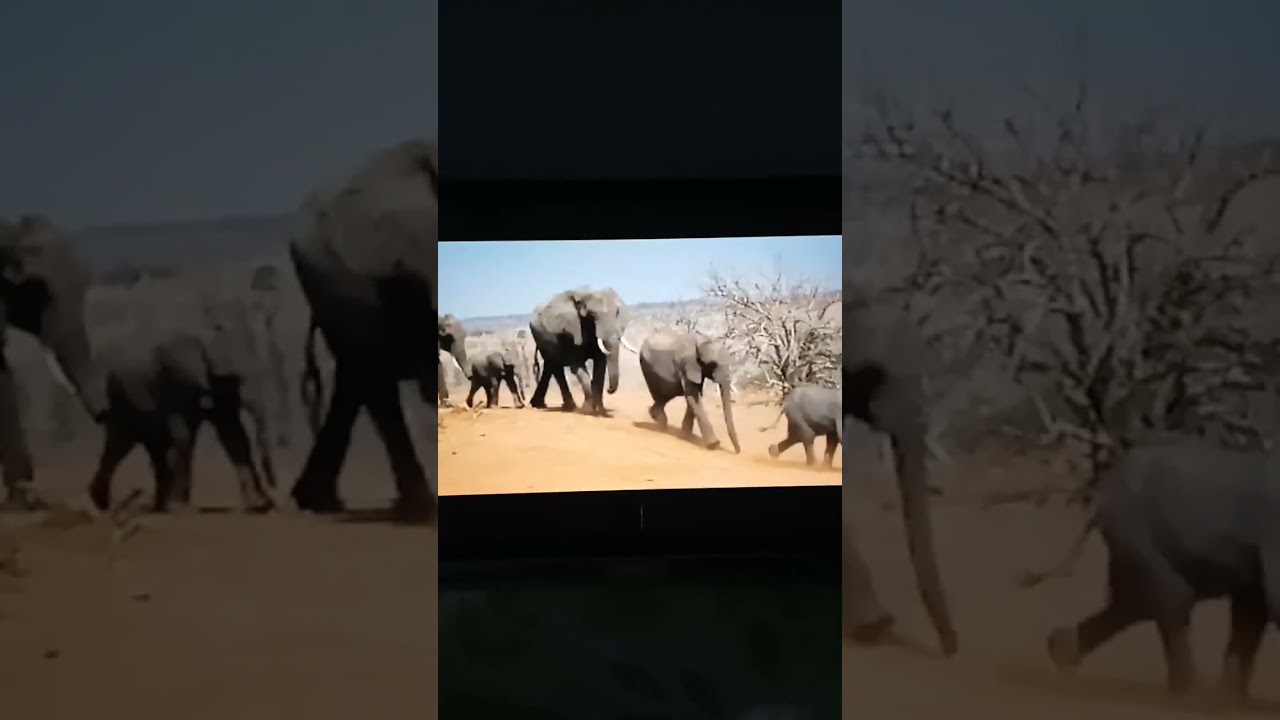 Trembling of Proboscidea