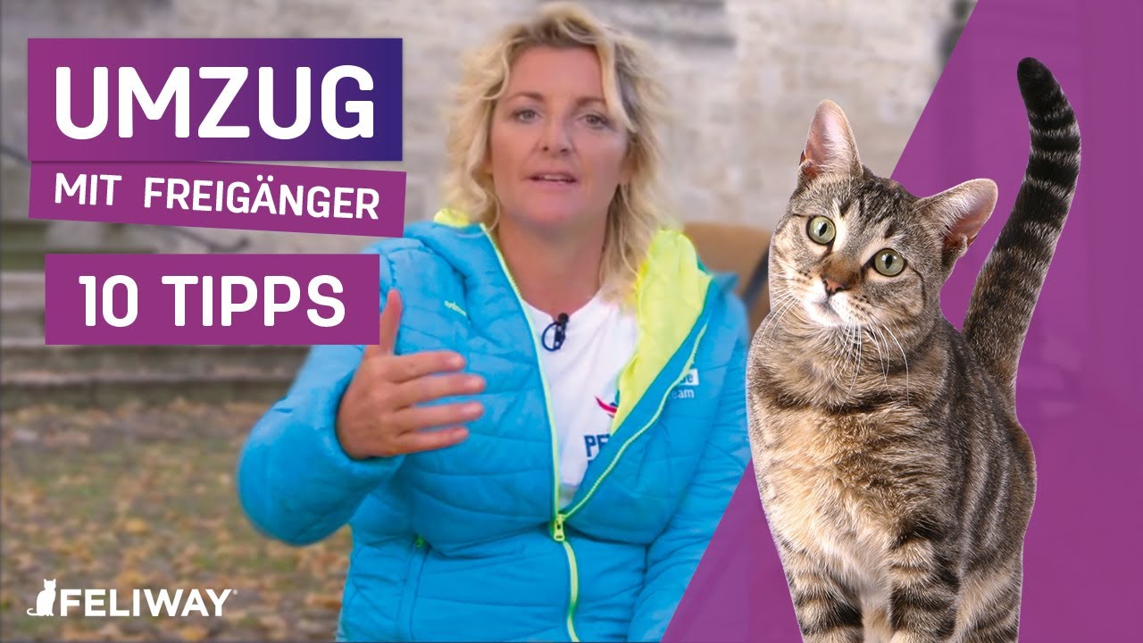 UMZUG mit Katze ► Wann Freig&auml;nger rauslassen? 10 Tipps