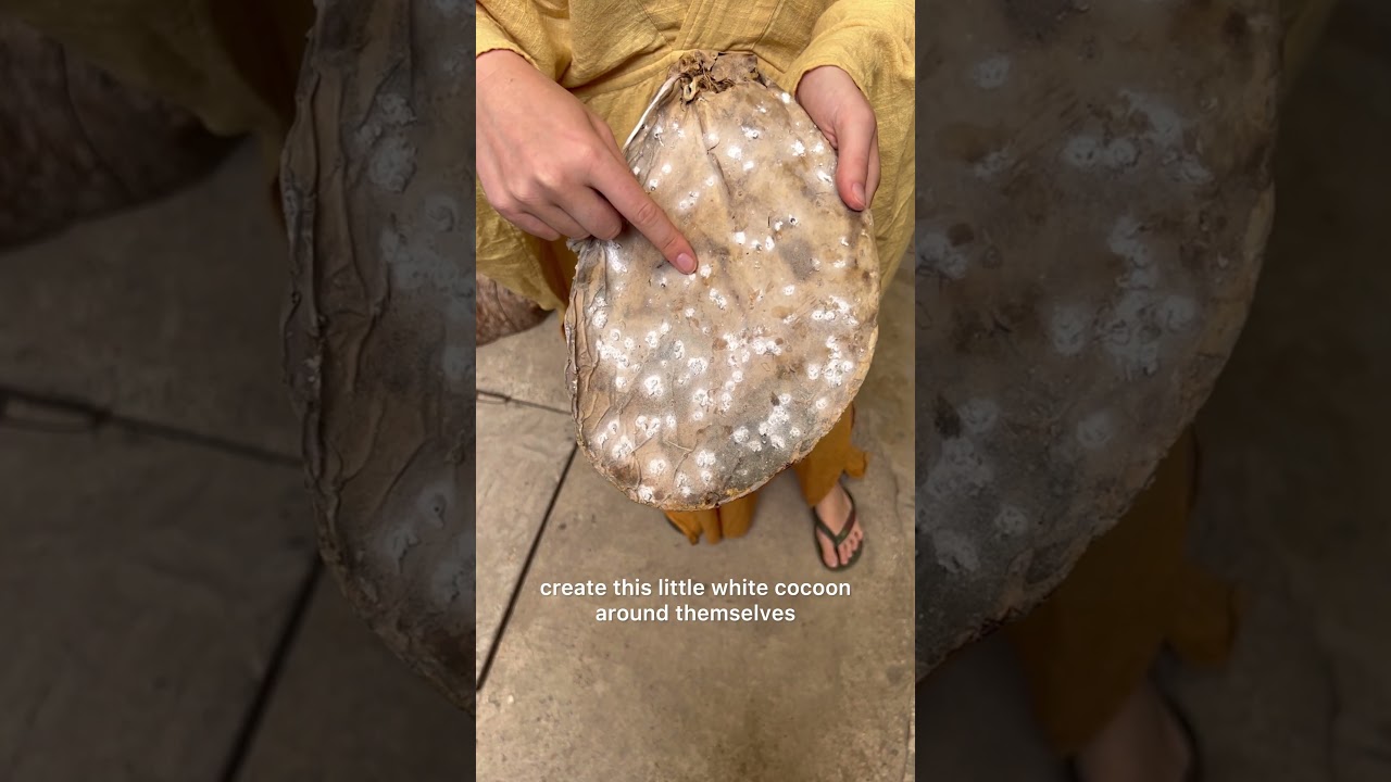 Beautiful Red Natural Dye Made from...BUGS🪲🤢🤮 #shorts #sustainablefashion #naturaldyeing