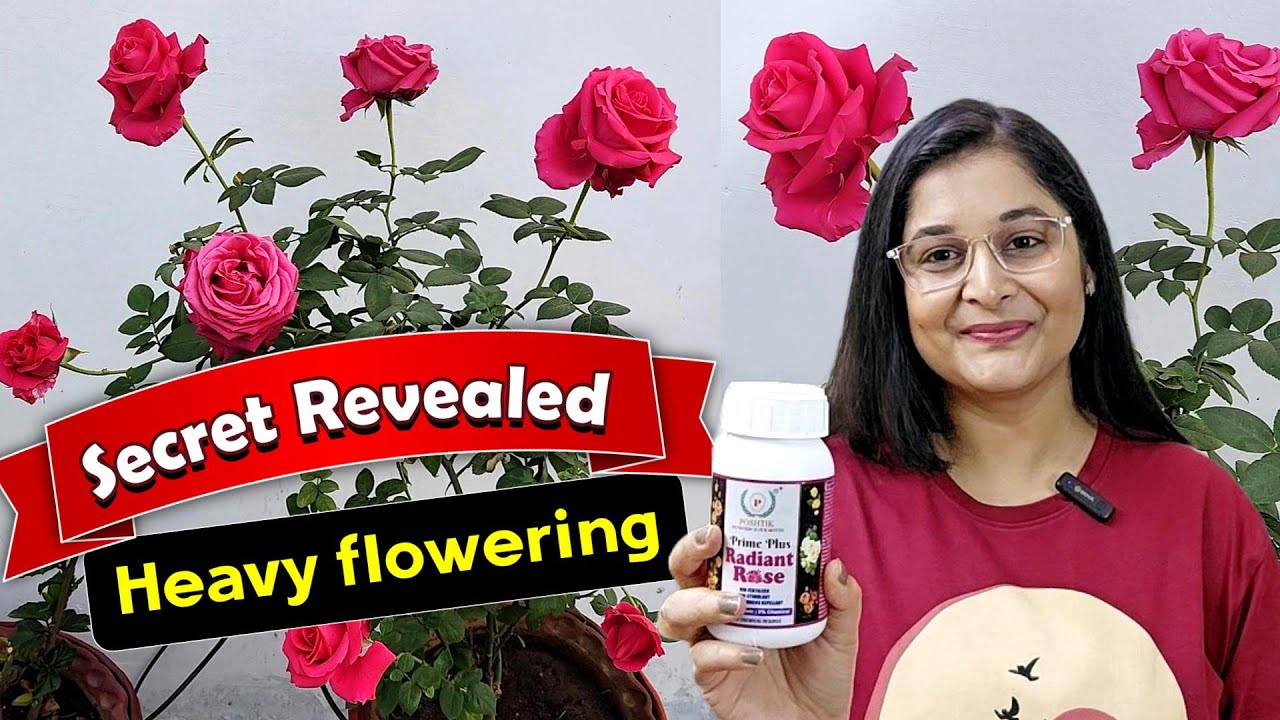 🔴ROSE PLANT - Pruning, Repotting FOR MAXIMUM FLOWERING गुलाब Rose radiant poshtik#gardening #rose