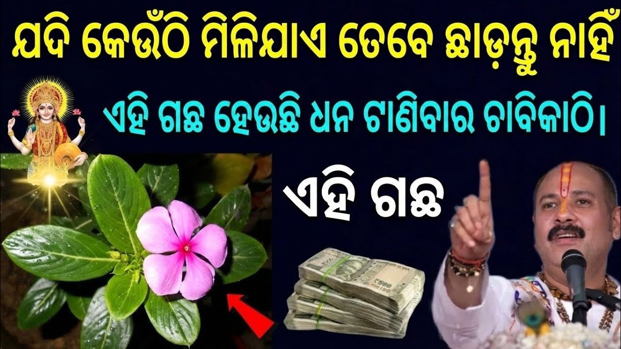 ଯଦି ଏହି ପବିତ୍ର ଗଛ ମିଳିଥାଏ ତେବେ ଛାଡ଼ନ୍ତୁ ନାହିଁ – ଧନ ଓ ସମୃଦ୍ଧିର ପାରମ୍ପରିକ ଗୁରୁତ୍ୱ 🌿