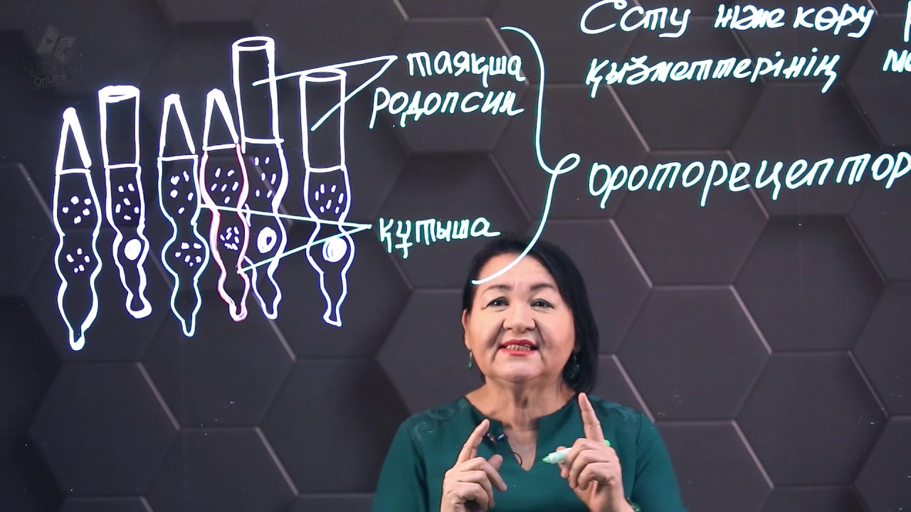 Есту және көру рецепторлары қызметтерінің механизмі. 8 сынып.
