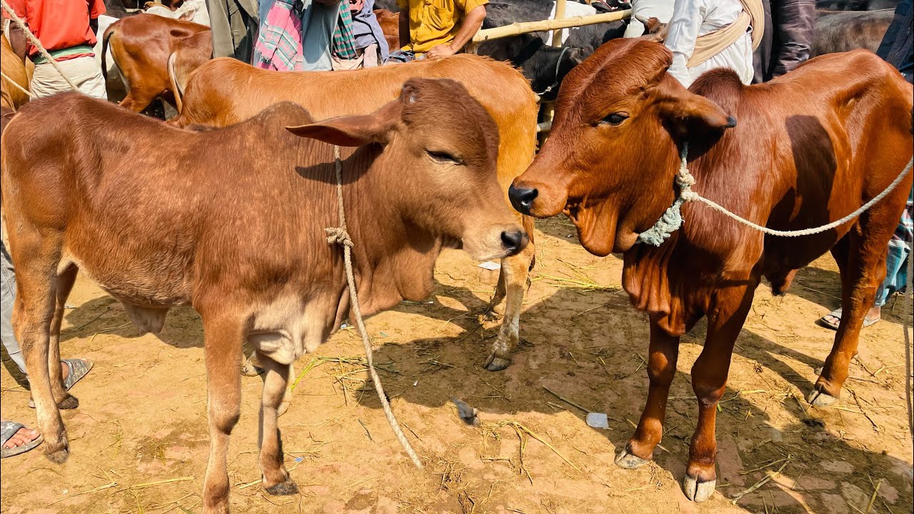 9/2/25= ইন্ডিয়ান নেপালি ও শাহীওয়াল হাই কোয়ালেটির ষাঁড় বাছুরের দাম জানুন জয়পুরহাট নতুন হাট থেকে।