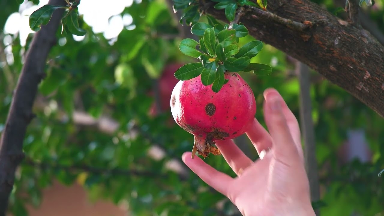 How To Prune A Pomegranate Tree