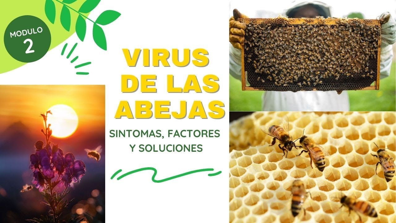 Cuales son los VIRUS de LAS ABEJAS 🎥 Síntomas, factores y soluciones 👉 tema muy importante apicola