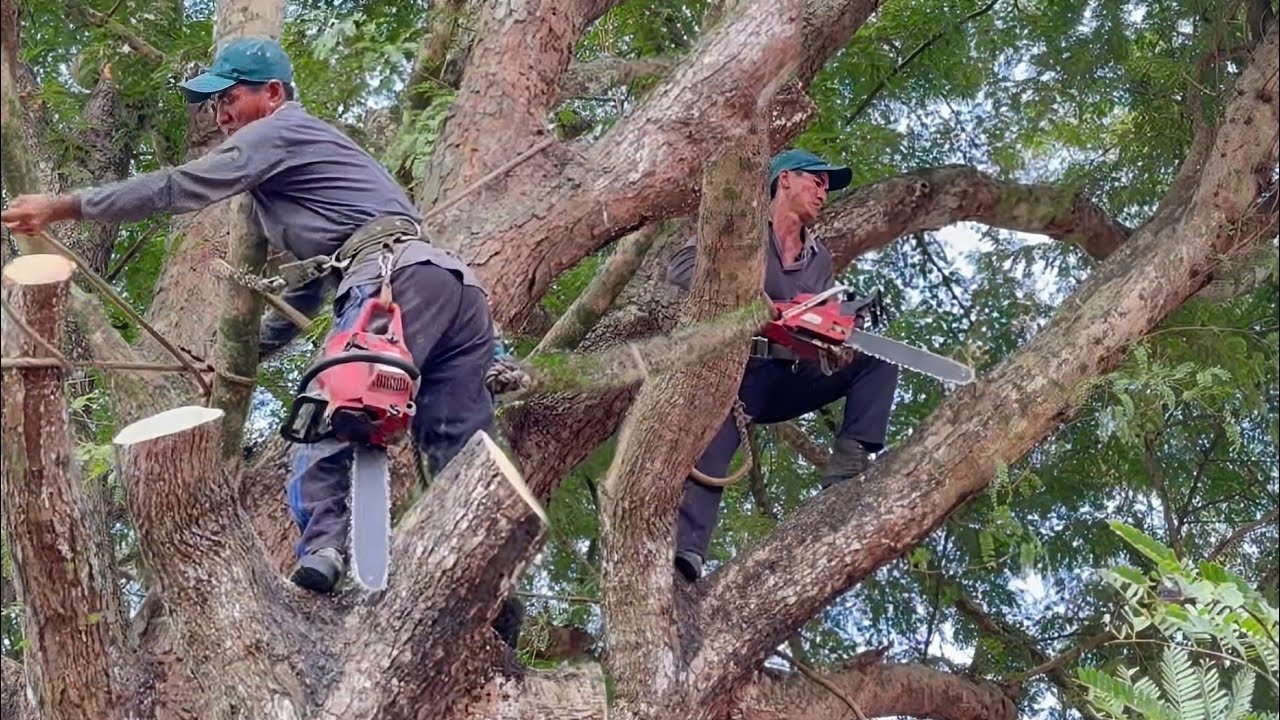 Cưa c&acirc;y me chua si&ecirc;u khủng lồ , Ở thoại sơn . Cưa c&acirc;y kỷ thuật cao
