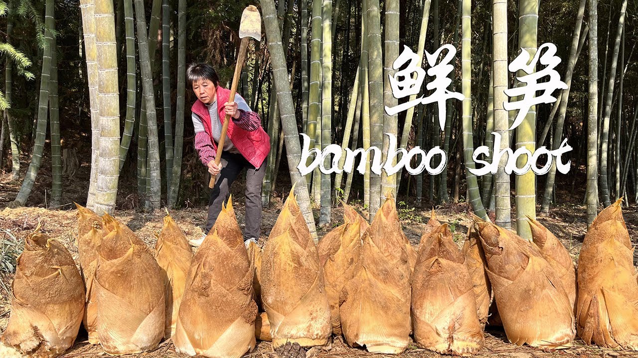 一锄头一个笋，阿嬷挖竹笋做四道美味，鲜嫩脆爽的春天味道丨bamboo shoot【闽湖阿嬤FujianGrandma】