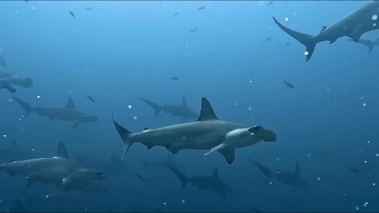 Galapagos WOW!