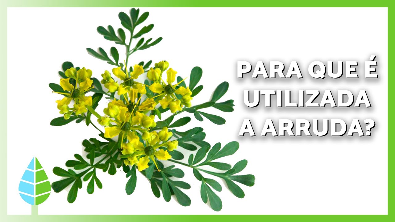 BENEF&Iacute;CIOS da ARRUDA🌿✅ (Propriedades, Para Que Serve e Como Tomar)
