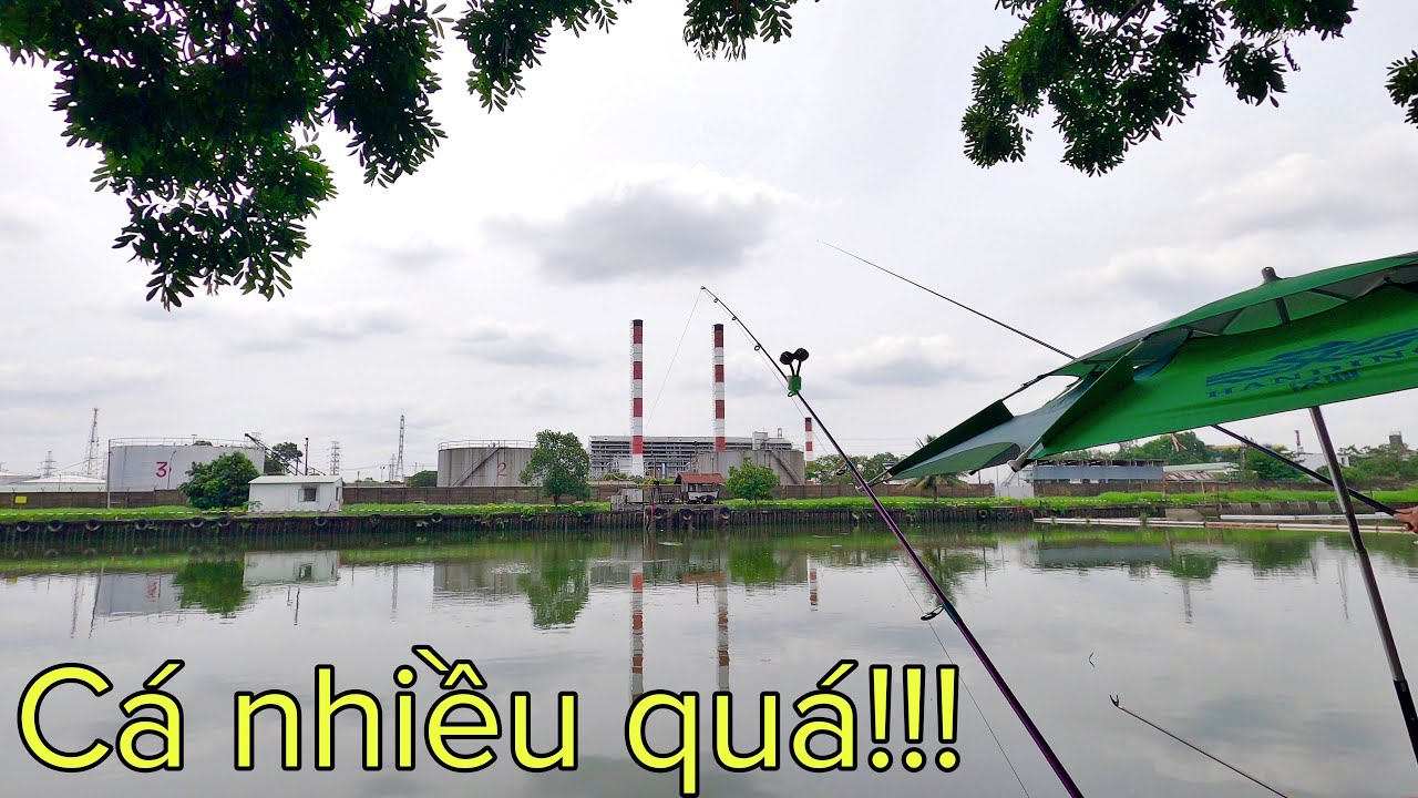 ✅ Bãi câu cá rô phi thiên nhiên Sông Sài Gòn cá đông như quân nguyên | DUY FISHING