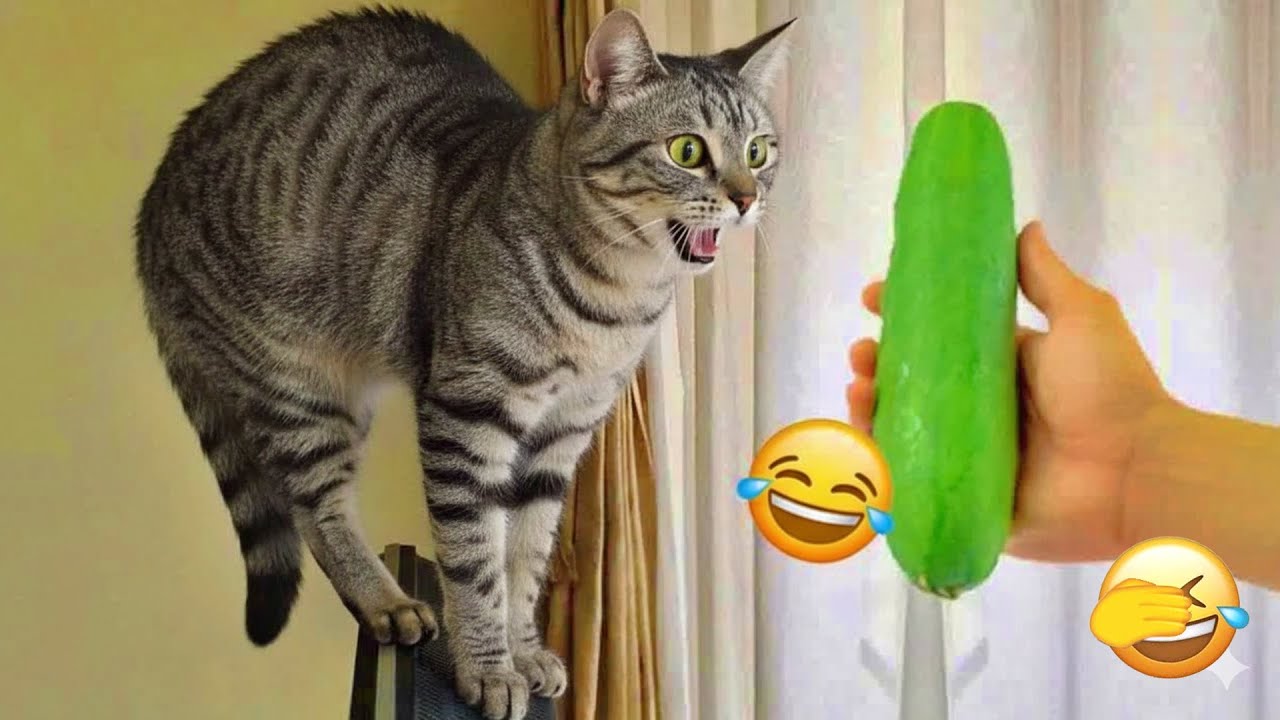 You Laugh You Lose 😹 Funniest Cats and Dogs 2026 🐾❤️ Part 15