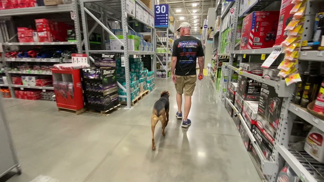 SERRIE 1YEAR OLD SCHILLER HOUND MIX: OFF LEASH K9 TRAINING CLARKSVILLE, TN.: BEST DOG TRAINER