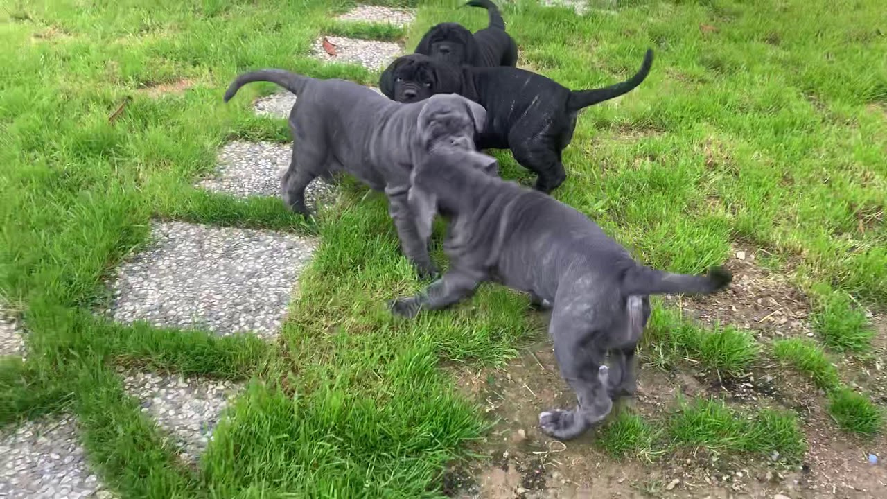 CUCCIOLI MASTINO NAPOLETANO  75 giorni ANTICHI TEMPLARI