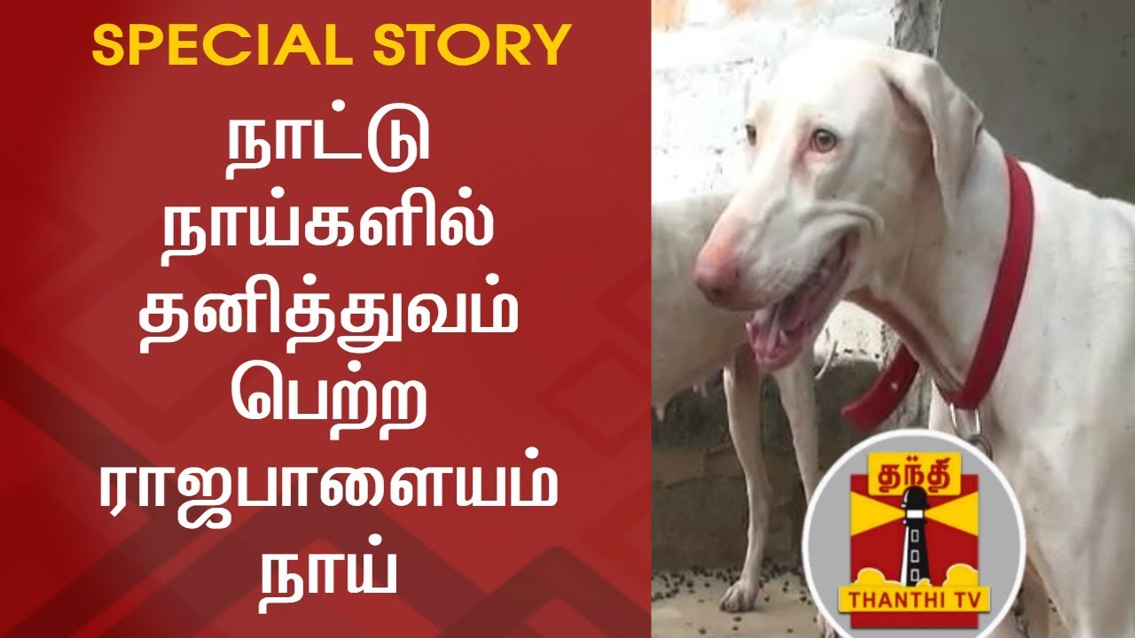 Special Story on Rajapalayam Dogs | Thanthi TV