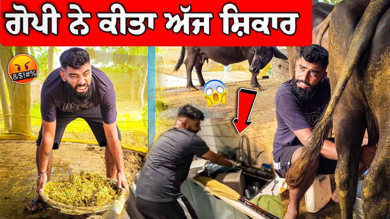 ਗੋਪੀ ਨੇ ਕੀਤਾ ਅੱਜ ਸ਼ਿਕਾਰ 😱 ਮੱਝਾ ਨਾਲ ਕਿੰਨਾ ਪਿਆਰ ਆ ?? 🤗 #manishoker #gopishoker #funny 