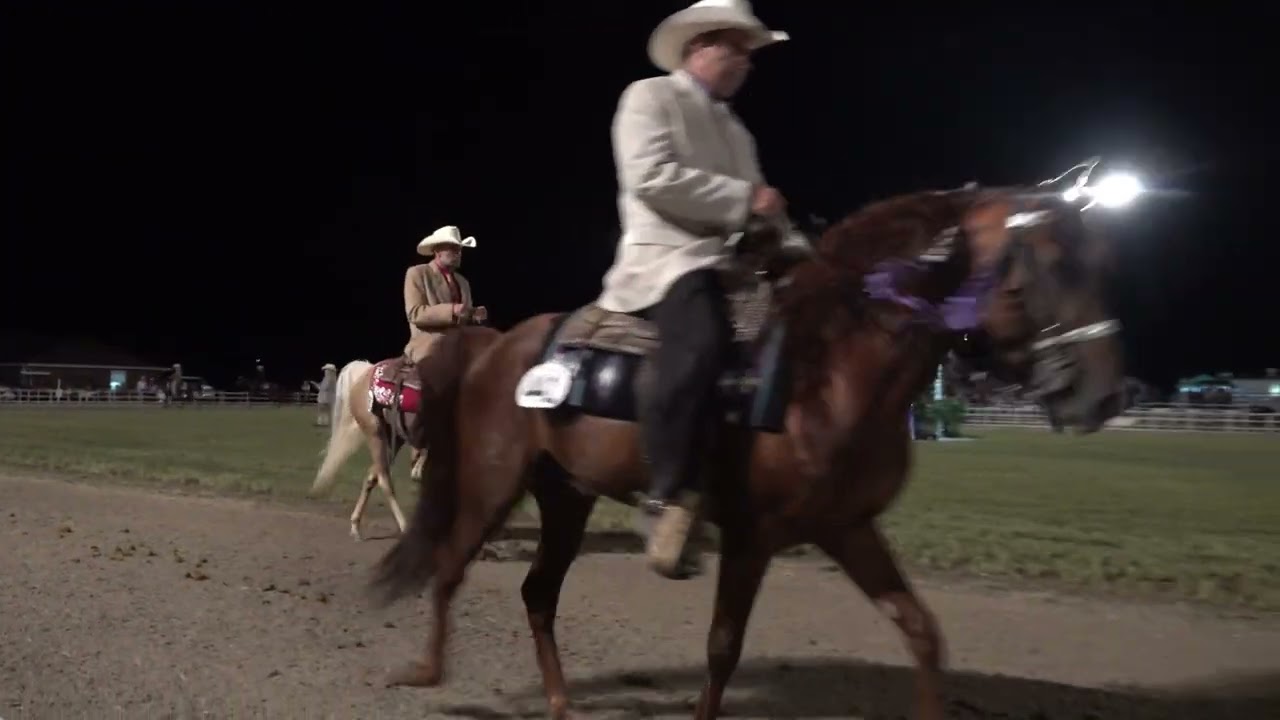 World Champion Missouri Foxtrotter Open 4years M.S,G Class 96 2024