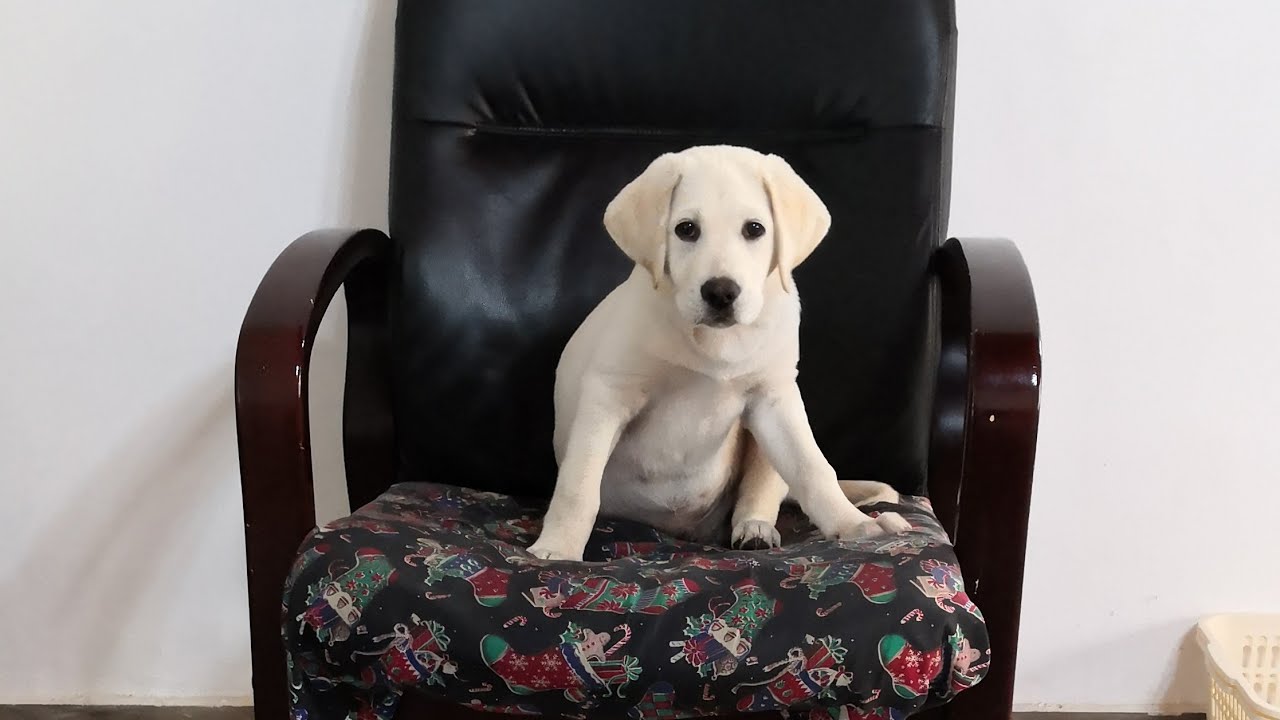 puppy jumps for the first time thinking something is wrong with his owner
