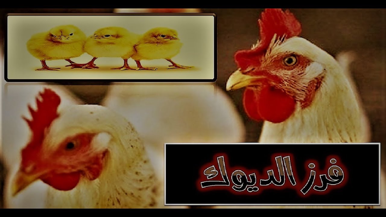 ( كتاكيت )   فرز الديوك   ؟؟؟