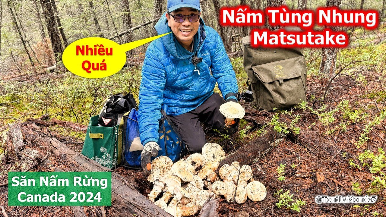 Mấy anh em Bội thu Nấm Tùng Nhung gặp Ổ siêu khủng quá mê 🇨🇦1913》Matsutake | Pine Mushrooms BC