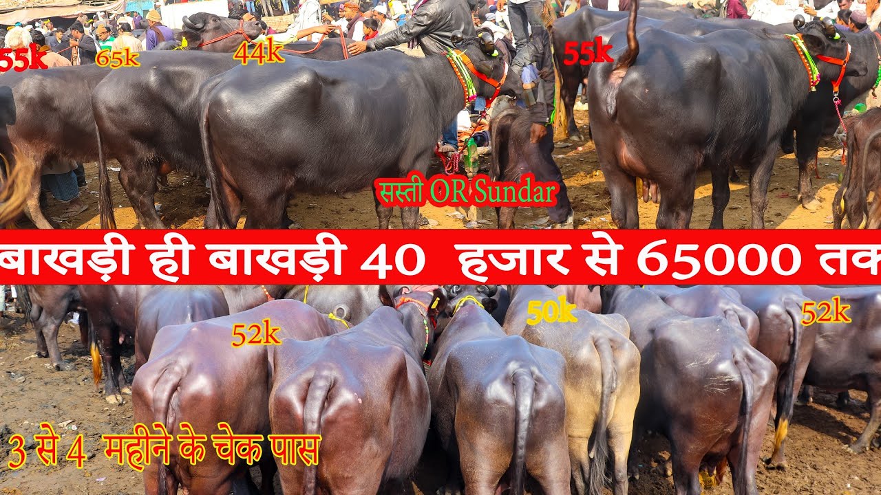 मोटी तगड़ी तगड़ी बाखड़ी ही बाखड़ी मुर्रा भैंस ,3 से 4महीने के चेक पास मुर्रा भैंसPart25