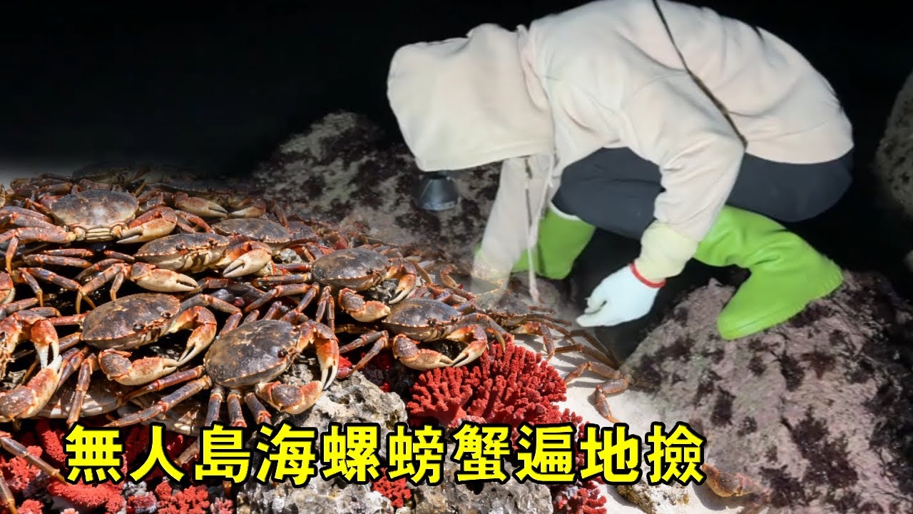 凌晨寶藏趕海點！小漁海螺螃蟹遍地撿，血珊瑚滿載，到市場直接被搶空【漁小仙】