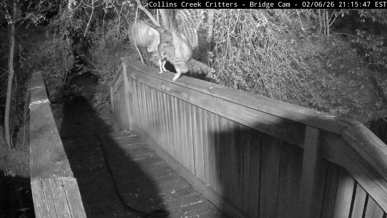 She Took The Mouse...Then Headbutted Him Away! | Barred Owl Cam | Feb 6, 2026