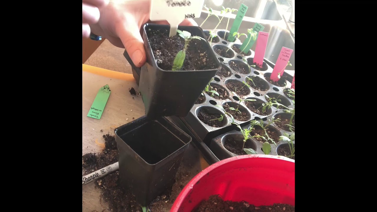 How to Fix Leggy Tomato seedlings