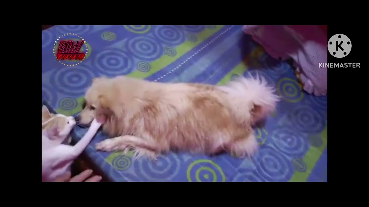 Napuru kollo