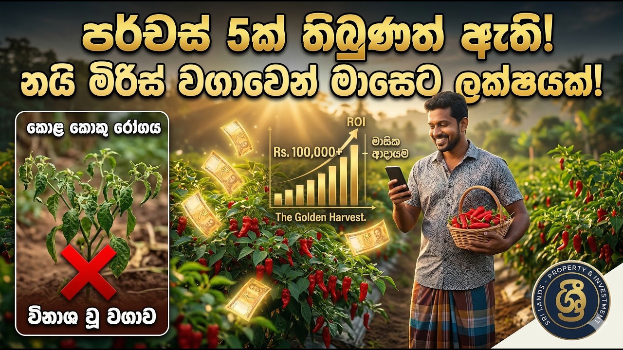 පර්චස් 5ක් තිබුණත් ඇති! නයි මිරිස් වගාවෙන් මාසෙට ලක්ෂයක් හොයන 