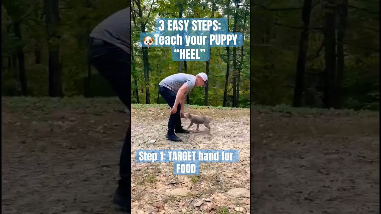 3 EASY STEPS: 🐶TEACH your PUPPY &ldquo;HEEL&rdquo;