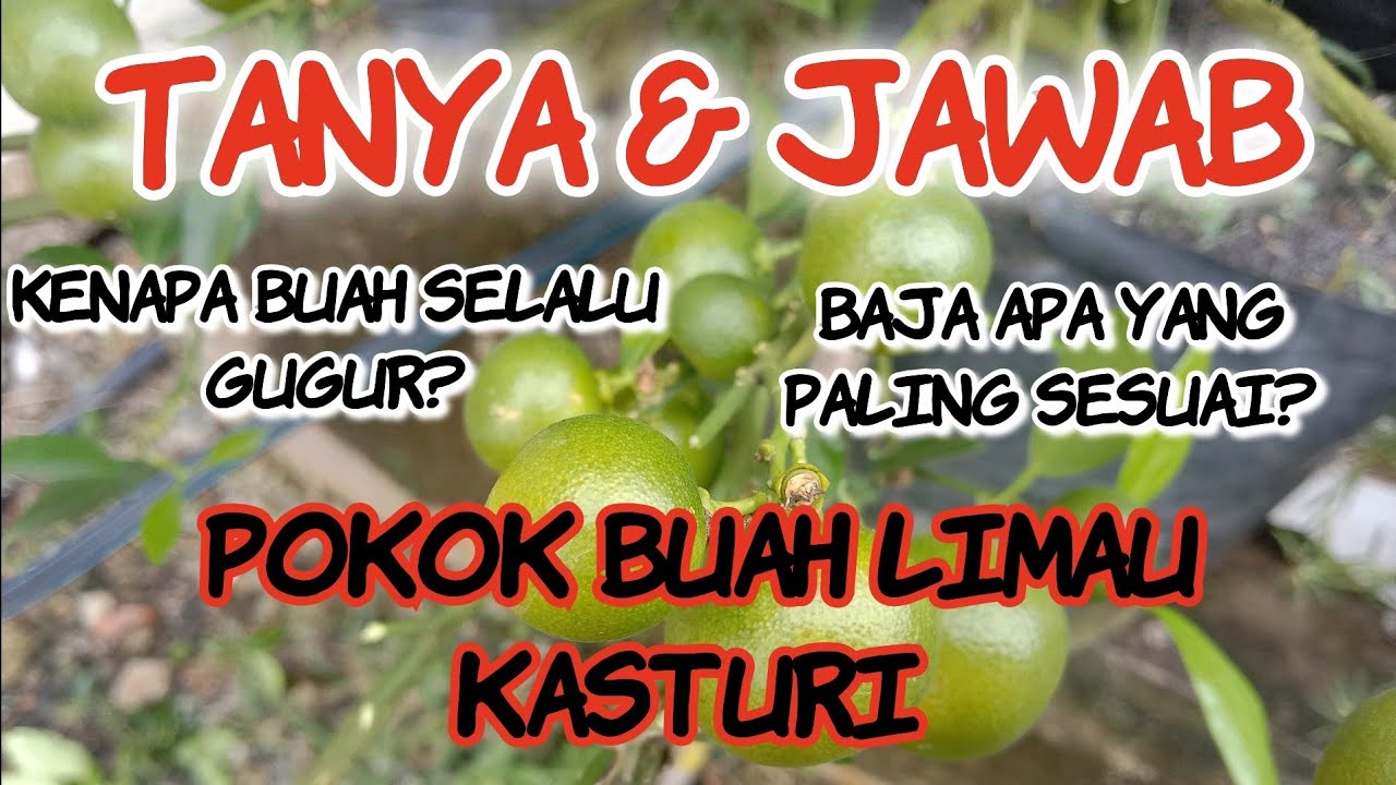 Tanya jawab pokok buah Limau Kasturi.