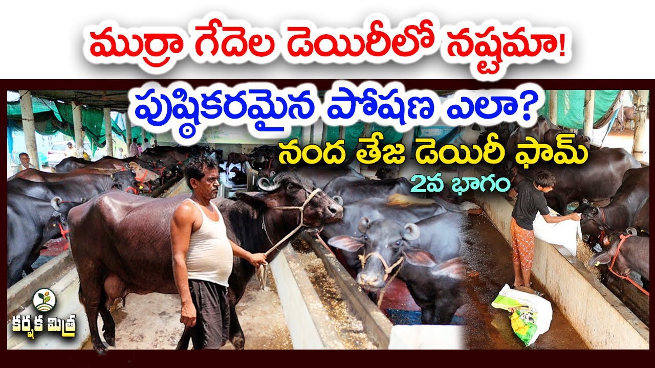 గేదెల డెయిరీలో నష్టం ఎందుకు వస్తుంది || How to Overcome Losses in Buffalo Dairy || Karshaka Mitra