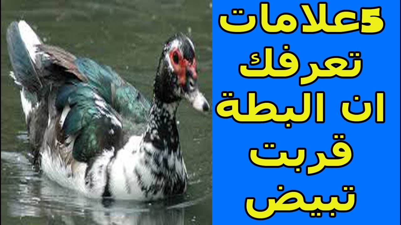 لو عايز تعرف ان البطة بتاعتك قربت تبيض ولا لأ تعالى شوف بـ 5 علامات مهمة وواضحة وهتعرفك امتى هتبيض