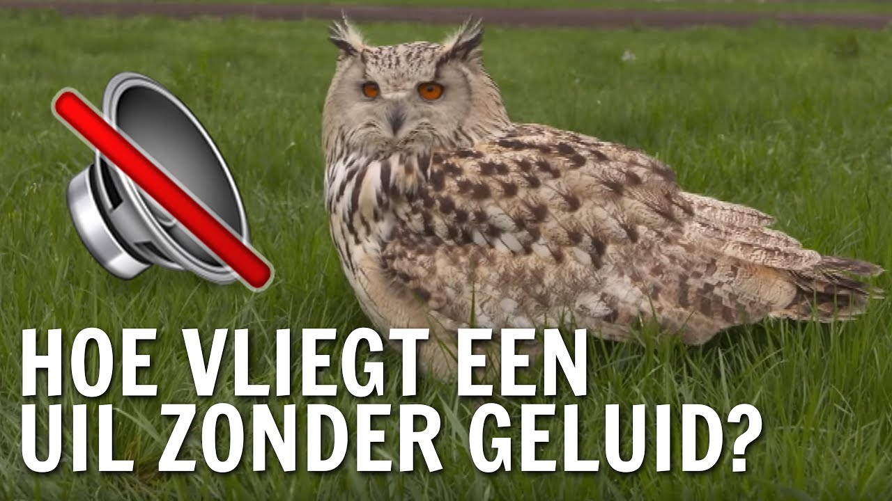 Hoe vliegt een uil zonder geluid? | De Buitendienst over jatten uit de natuur